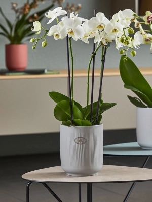 Ceramic Flower Pot Falun, Round, White, Approx. 13 Cm